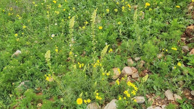 n April, amidst an olive grove, Reseda lutea (Yellow Mignonette) dances gracefully, celebrating the arrival of spring with its delicate yellow blooms and vibrant presence