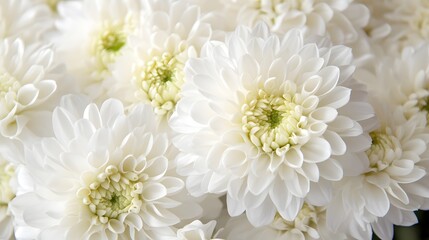 Professional Close-up of Beautiful White Flower Bouquet for Floral Designs
