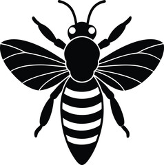 black and white beetle