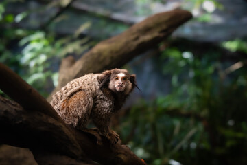 Common Marmoset on top of tee trunk