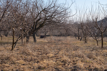 A tranquil orchard with bare fruit trees during late winter or early spring. The leafless branches create intricate patterns against the sky, stillness before the growing season begins.