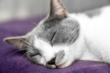 Cute gray white cat purple gray plaid. Pet warms under a blanket in cold winter weather. a gray and white cat sleeping under a blanket. Pets friendly and care concept. domestic cat on sofa
