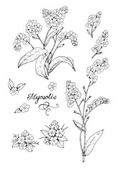Botanical illustration with a capillary pen. A set of isolated images of Forget-me-not (Lat. Myosotis) flower elements on a white background.