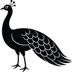 peacock vector illustration