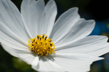 Fototapeta premium The white petals shine in sunlight