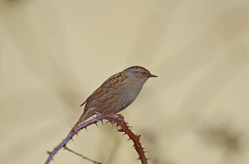 Dunnock on the branch. Prunella modularis. 