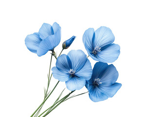 Beautiful blue flowers arrangement nature isolated on transparent background, png