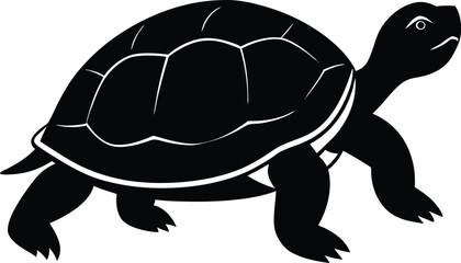 turtle on a white background