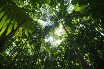 Obraz premium Lush rainforest canopy