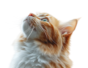 Curious cat gazing upward portrait bright isolated on transparent background, png