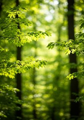 新緑の森の静寂、やわらかな光と若葉の風景