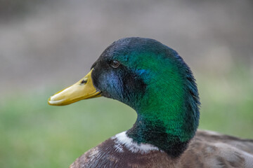 A portrait of a duck