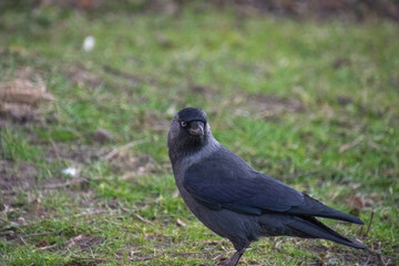 A crow on the grass