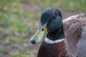 A portrait of a duck