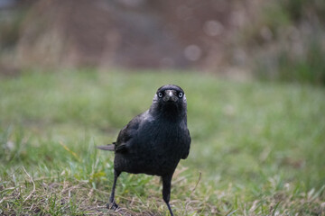 A crow on the grass