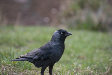 A crow on the grass