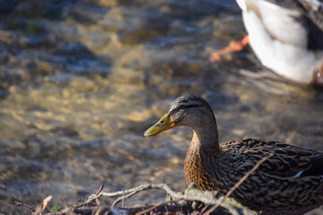 A portrait of a duck