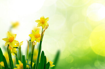 Yellow daffodil flowers