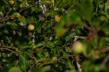 A close-up of green apples starting to ripen on a tree branch surrounded by lush leaves. Captured...