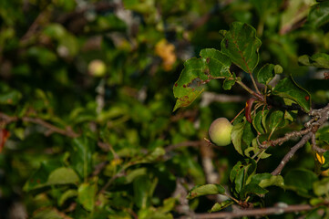 A close-up of green apples starting to ripen on a tree branch surrounded by lush leaves. Captured under natural sunlight, the scene depicts growth, nature, and the vibrant outdoors.