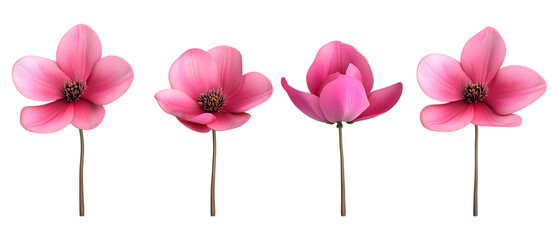 Pack of 3D Flower set Against Transparent Background for Botanical Branding, Nature Illustration, or Floral Design Projects