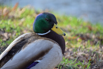 A close up of a duck