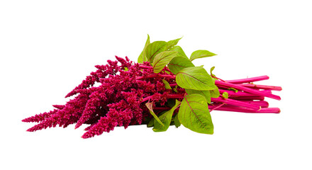 A vibrant bunch of red amaranth flowers with green leaves isolated against a black background scene view