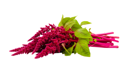 A vibrant bunch of red amaranth flowers with green leaves isolated against a black background scene view