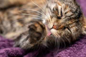 Obraz na płótnie Canvas Adorable domestic cat grooming Itself, Fluffy pet cat cleaning fur. Cute feline hygiene and self care. Perfect for pet care, animal lovers, cat behavior content. pet ownership, pet friendship concept.