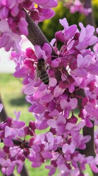 Blossomed pink flowers and a bee collecting nectar