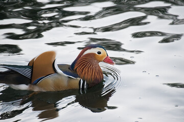 Mandarin Duck swimming in the water