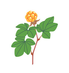 Cloudberry Branch with Yellow Berry and Leaves