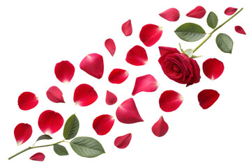 Scattered Red Rose Petals Isolated on Transparent Background. Falling Red Rose Petals PNG Clipart. Rose Petal Overlay.