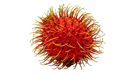 A close up of a rambutan fruit showing its red spiky skin and yellow tipped hairs on a black background