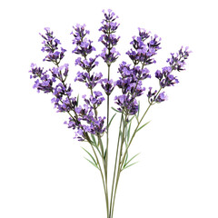 Fototapeta premium Close-up of a vibrant bunch of lavender blossoms.