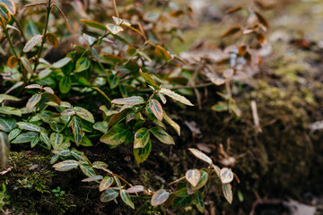 A close-up of lush green variegated leaves on a dense shrub, showcasing nature's intricate patterns...