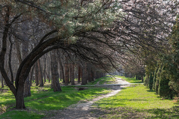Naklejka premium Heavy branches of a blooming old apricot tree hang over the path in the park, then a pine forest, a row of thuja trees on the right, and a pine branch in the foreground.
