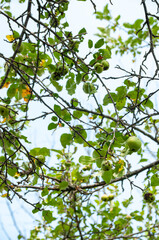 A close-up of green apples starting to ripen on a tree branch surrounded by lush leaves. Captured under natural sunlight, showcasing the beauty of seasonal fruits amidst a lush foliage backdrop.
