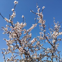 Apricot blossoms blooming against a clear blue sky  