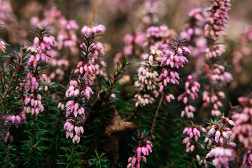 A close-up of blooming pink heather flowers, creating a soft and dreamy natural scene botanic spring
