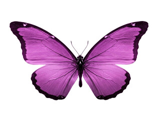 Obraz premium Purple butterfly wings isolated on a transparent background, showcasing intricate vein texture and delicate color gradient, symbolizing transformation and beauty, ideal for design projects png image