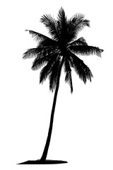 Tropical Silhouette: A stark silhouette of a tall, elegant coconut palm tree against the backdrop of a serene blue sky, embodying the essence of tropical serenity and travel