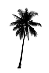 Silhouette of Tropical Palm Tree: A stark silhouette of a majestic palm tree, its fronds gracefully fanning out, creates a dramatic contrast.