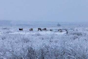Herd of caribou in a snowy field © Kari