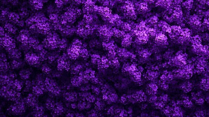 A vibrant lilac bush in full bloom, creating a rich purple floral background.