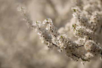 Wei&szlig;er Bl&uuml;tenast im Fr&uuml;hling