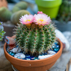 Blooming cactus showing its beautiful pink flowers in terracotta pot