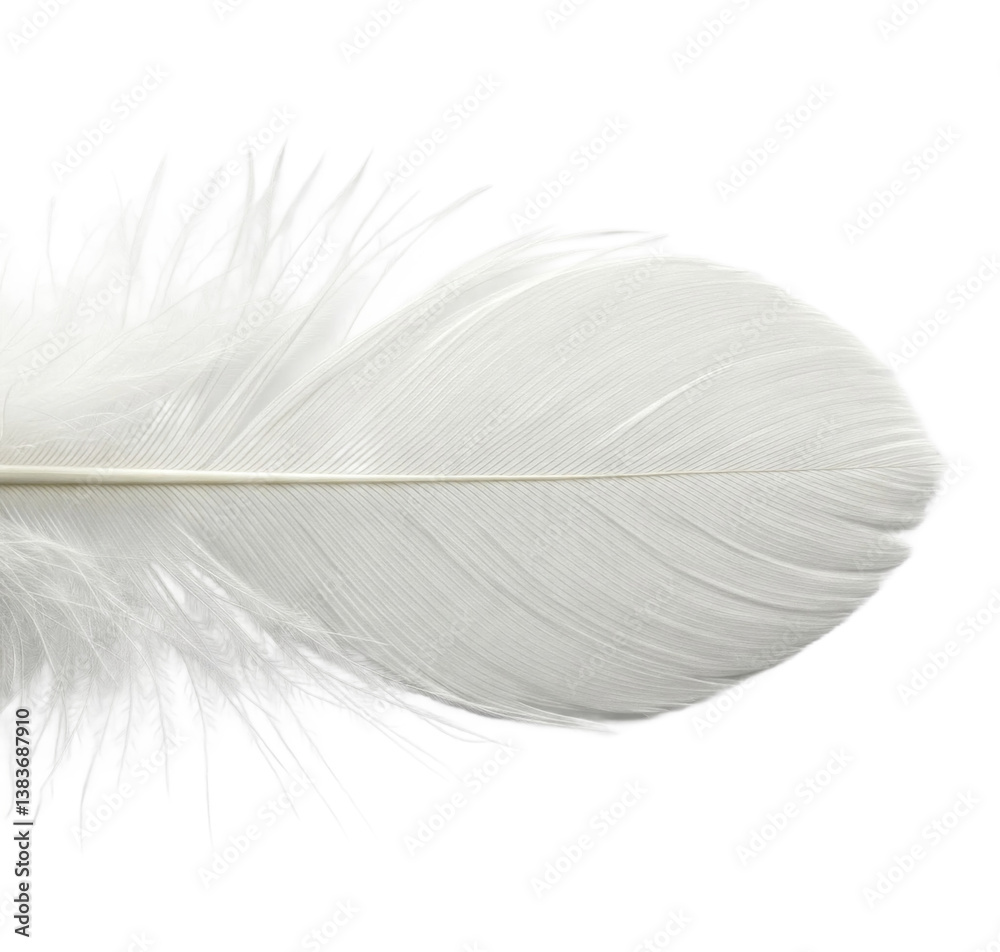 Poster close-up of white feather texture, isolated on a transparent background, showcasing delicate lines a