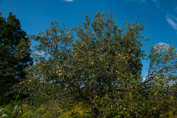 Lush apple tree covered with ripe and colorful apples against a vibrant blue sky in summer. Perfect representation of harvest season, nature's abundance, and the beauty of gardening.