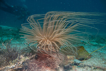 A beautiful tube or cylinder anemone with a scuba diver in the background. Pachycerianthus is a genus of marine tube-dwelling anemones in the family Cerianthidae
